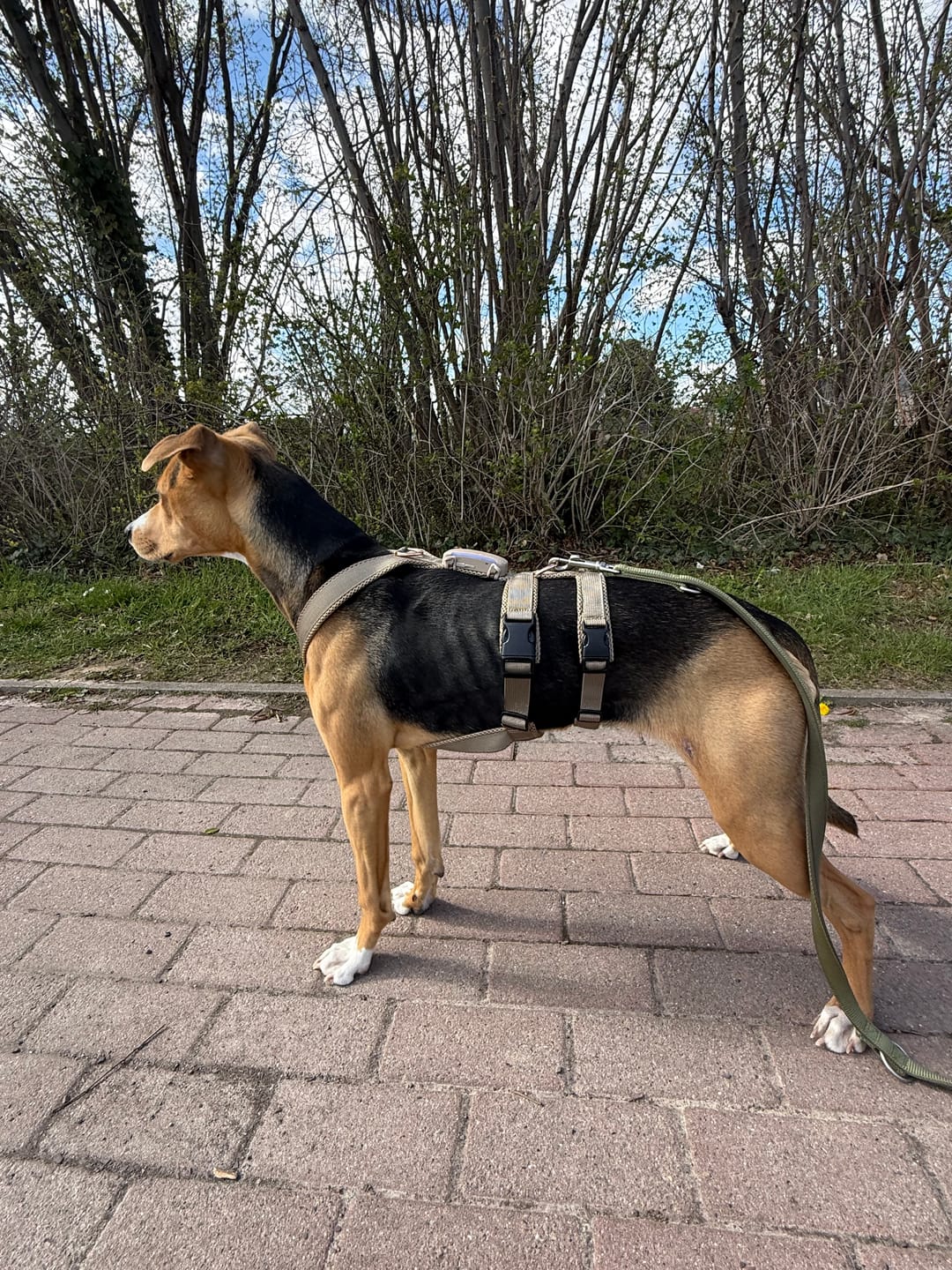 Customer photo review of Sicherheitsgeschirr FUN "Golden Sand"