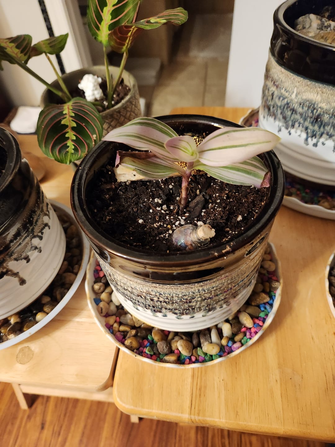 Customer photo review of Rare Tradescantia Nanouk Lilac Plant | Rare Tradescantia Pot | Rare Pink Wandering Jew | Easy care hardy indoor houseplant in a nursery pot