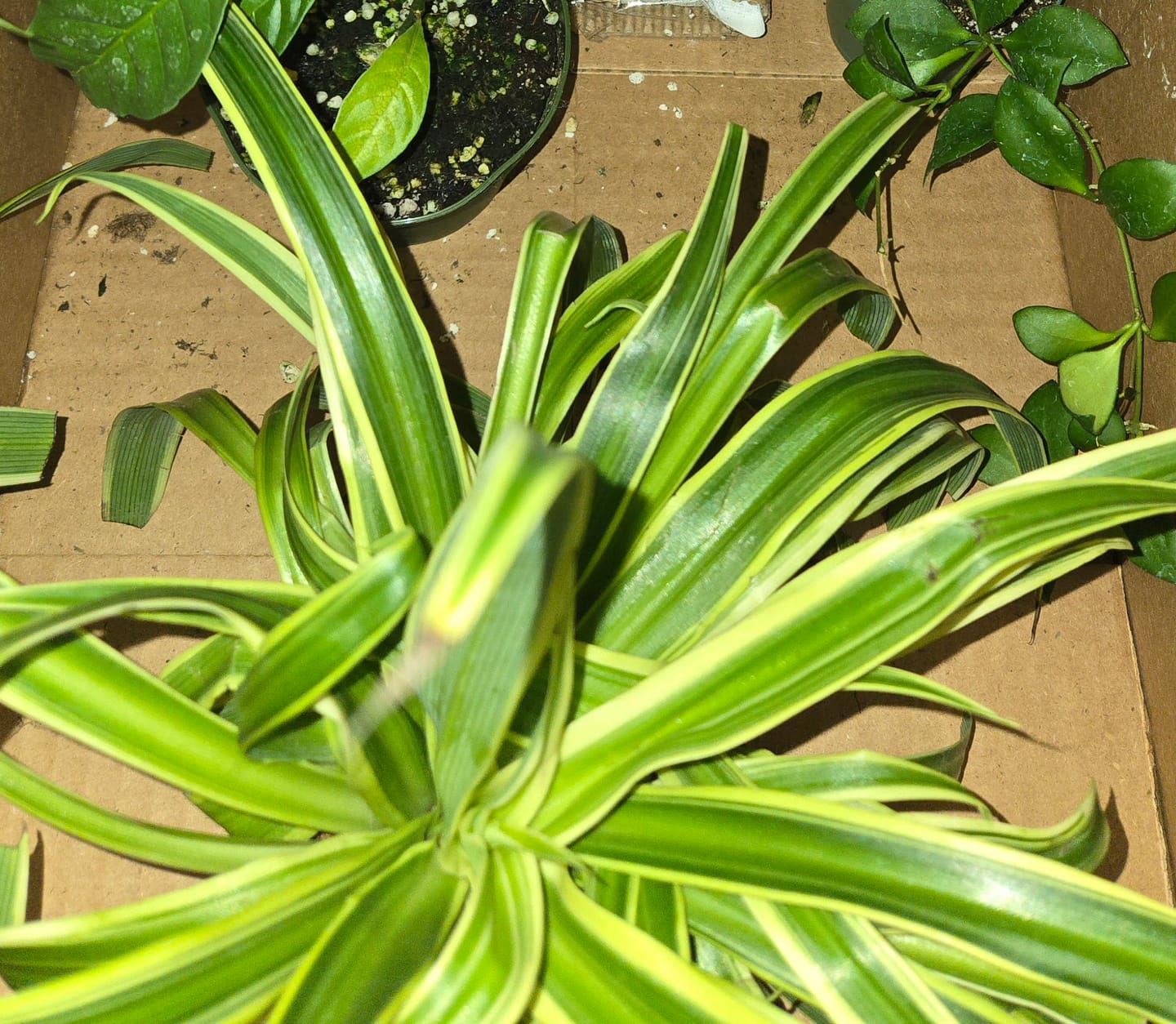 Customer photo review of Spider Plant Chlorophytum comosum