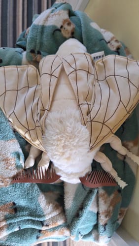 Customer photo review of Silk Moth Plush – Soft and Realistic Stuffed Insect for Nature Enthusiasts & Collectors