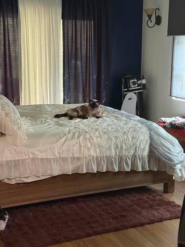 Customer photo review of Blue Butterfly Bedding Set