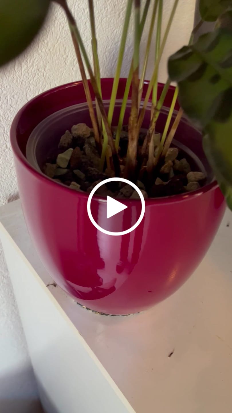 Customer video review of Chunky Houseplant Mineral Mix