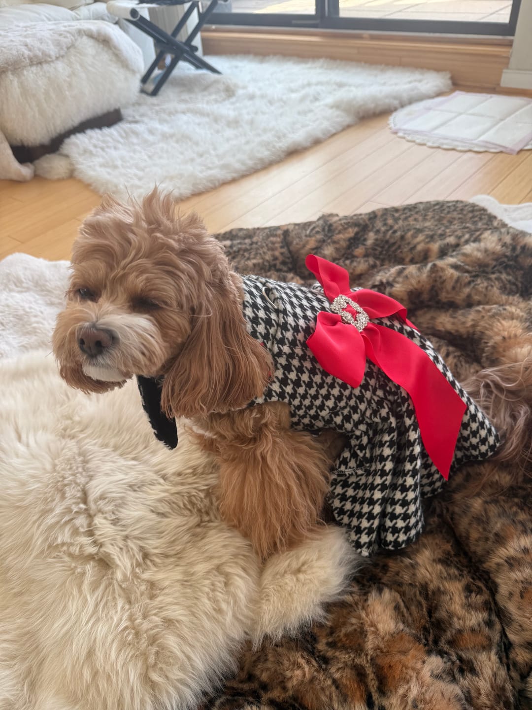 Customer photo review of Luxury Floral Harness