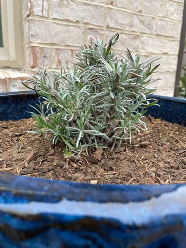 Customer photo review of Lavender Phenomenal 1 Gallon - Lavandula Intermedia Hardy Fragrant Purple Flowering Herb