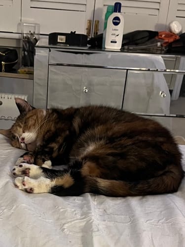 Customer photo review of 1 Month Supply – 2 Cat