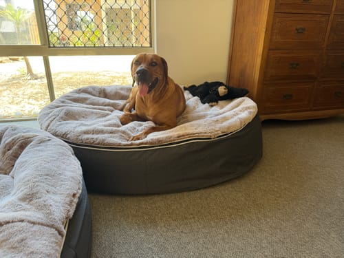 Customer photo review of XXL Rebound Foam Mattress Dog Bed - Interior/Outdoor