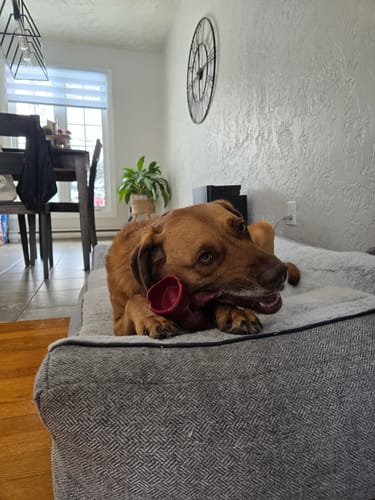 Reviewer's brown dog relaxing on a dog bed while enjoying a Bully Stick chew inside a red holder.