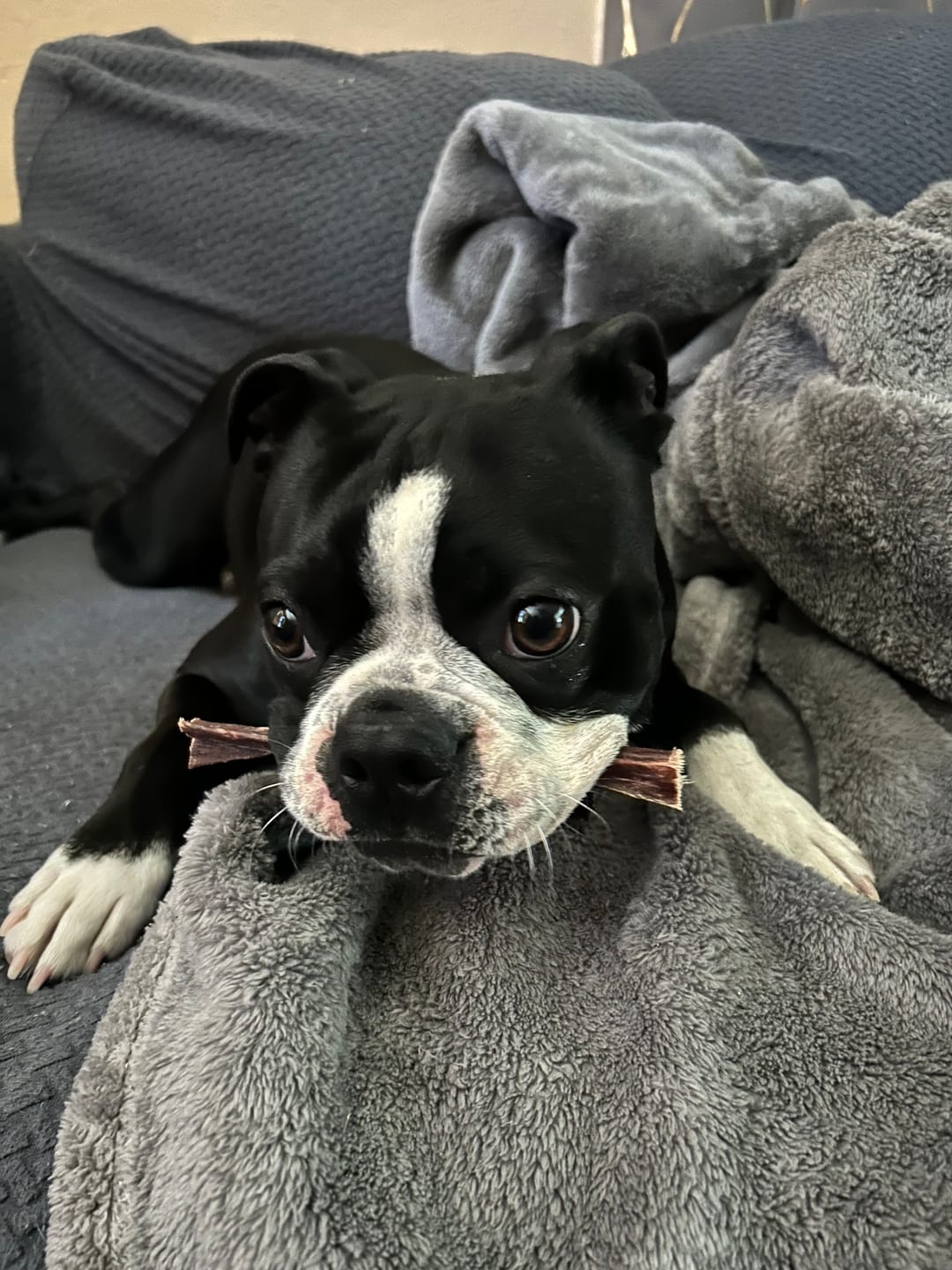 Customer photo review of Beef Gullet Jerky Sticks 6"