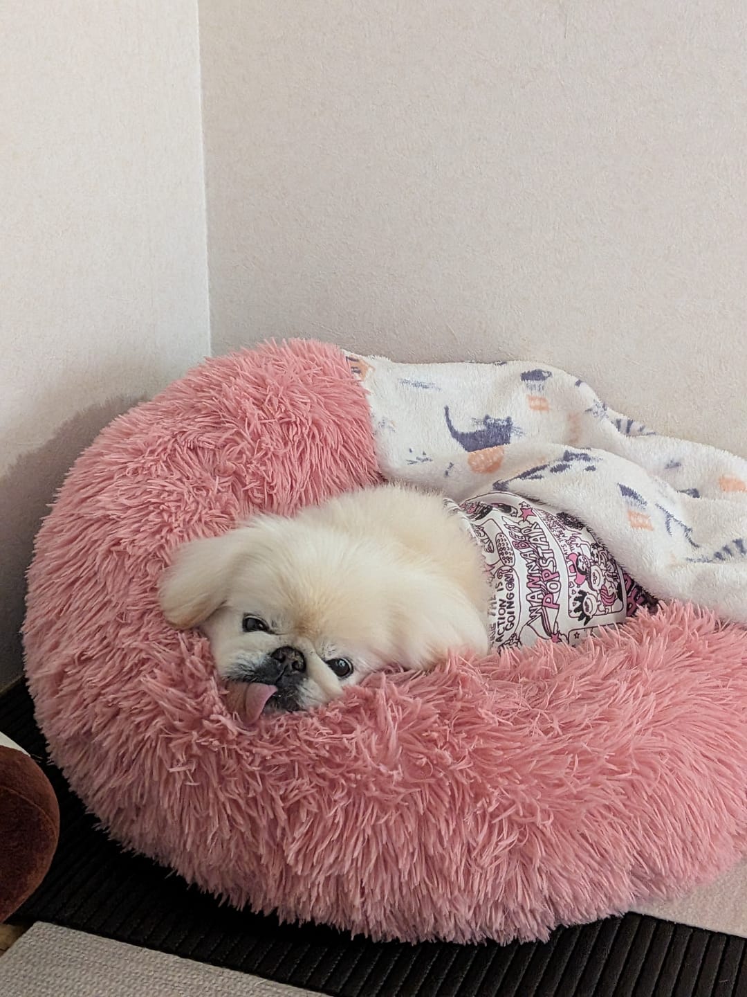 Customer photo review of マイラ 日本製クッションベッド
