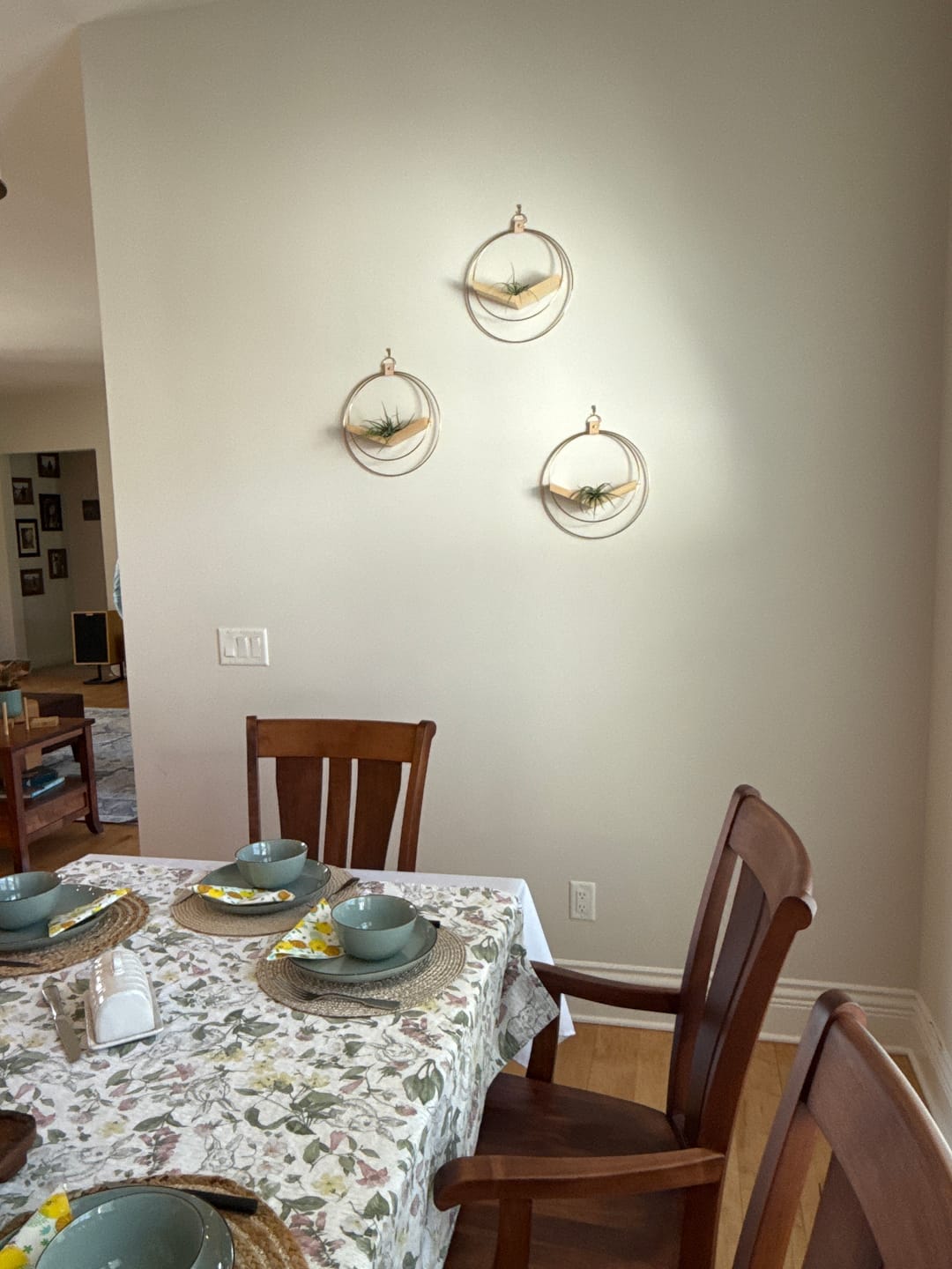 Customer photo review of Air Plant V-Hanger Trio