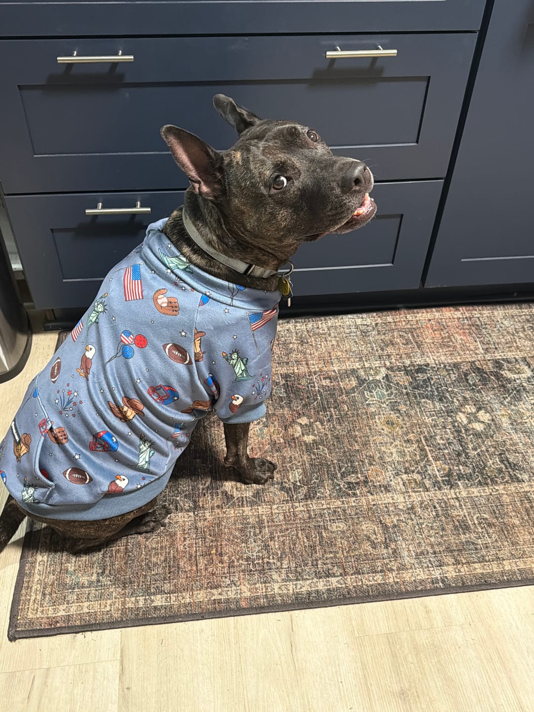 Customer photo review of The USA Dog Hoodie - Blue