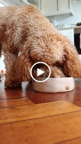 Customer video review of The Cosy Café Dog Bowl - Naetive x By Teddy