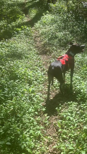 Customer photo review of Escape proof Harness (3 Strap)