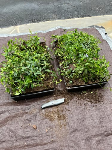 Customer photo review of Vinca Minor Bowles 50 Count Flat - Periwinkle Evergreen Groundcover Plants with Blue Flowers