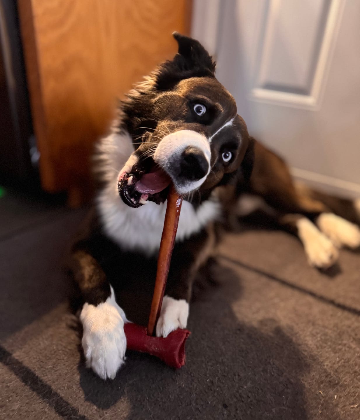 Customer photo review of 12 Inch Jumbo Bully Stick