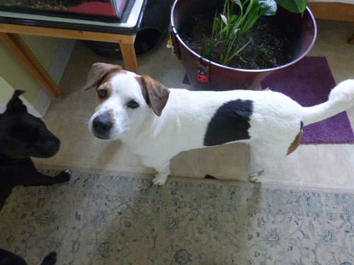 Customer's dog, mentioned in their review for B.O.S.S. Farms CBD + Almond Oil.