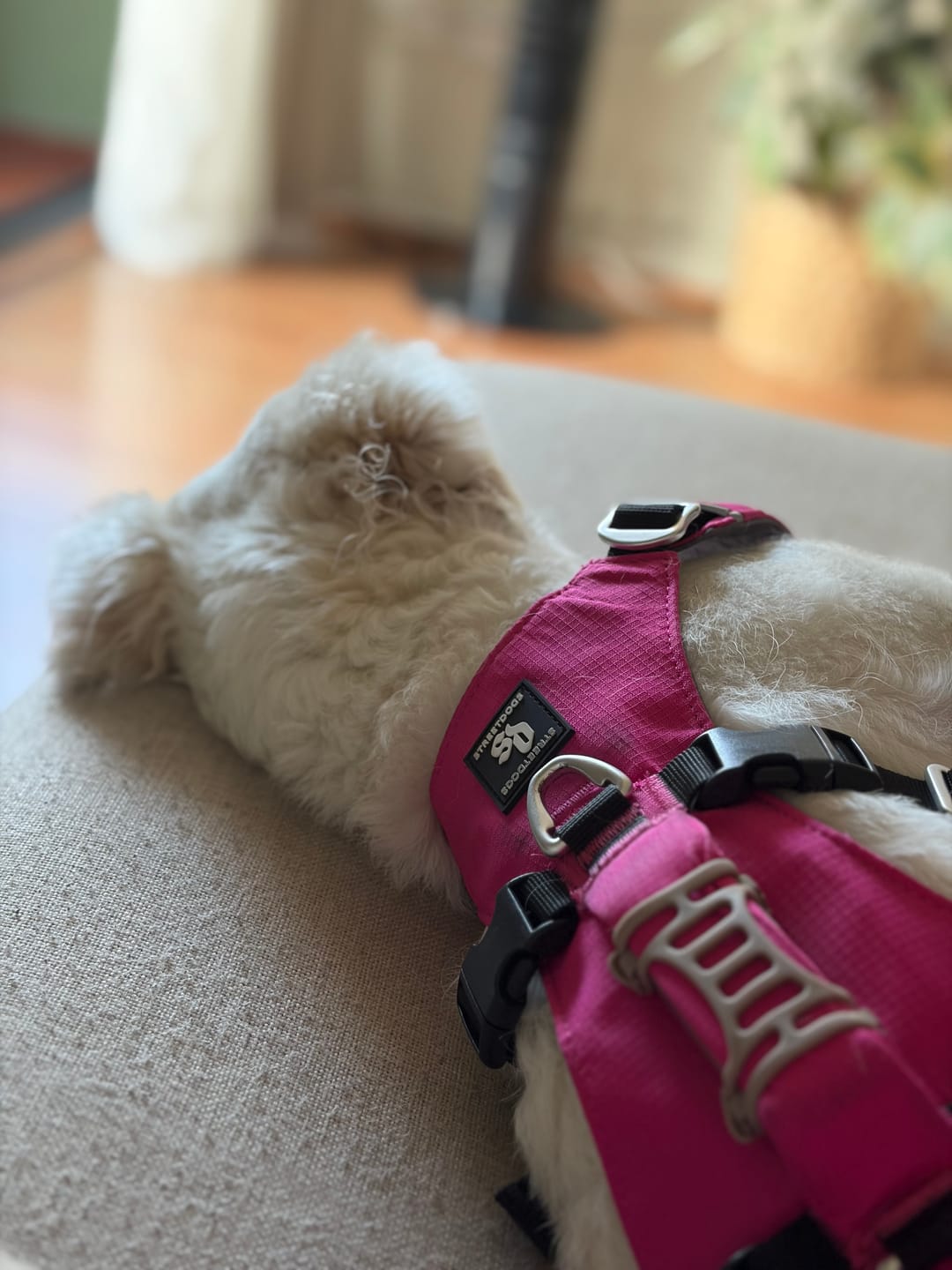 Customer photo review of Arnés Anti-Escape Security Fit para Perros - Street Dogs - Pink