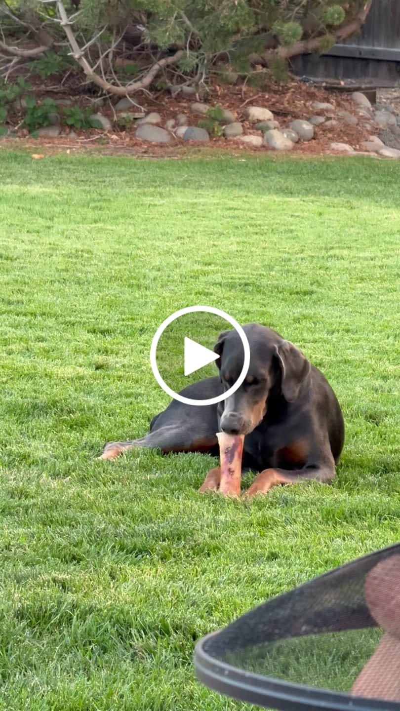 Customer video review of Himalayan Yak Cheese Chew Dog Treat