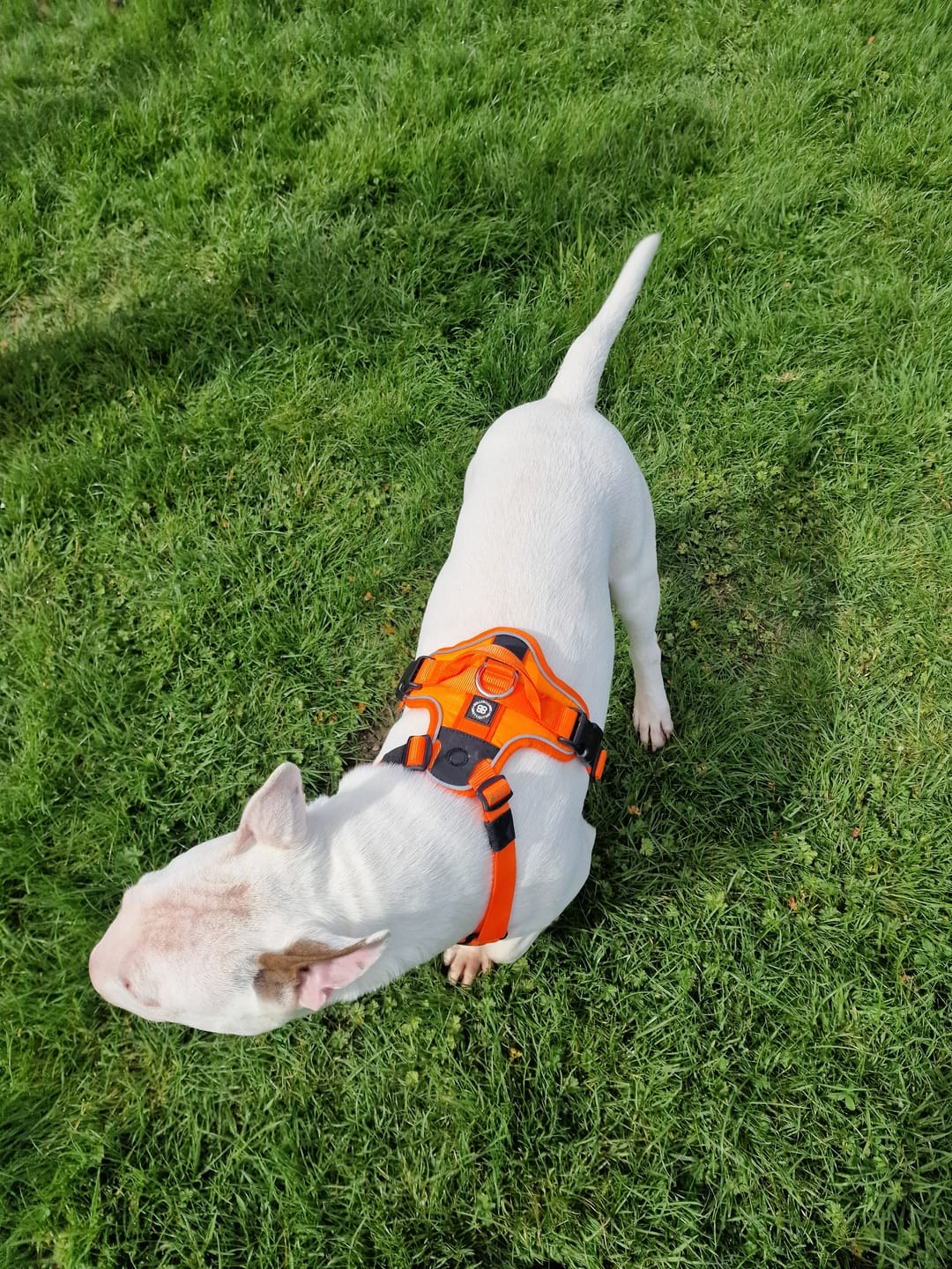 Customer photo review of Anti Pull Hurricane Harness Lighter | With Handle - Orange