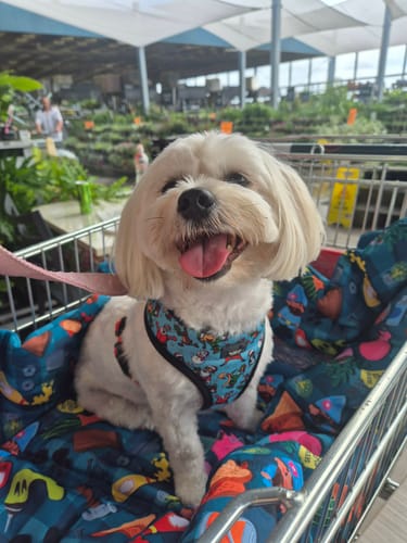 Customer photo review of "BUNNINGS TRIP" MAT