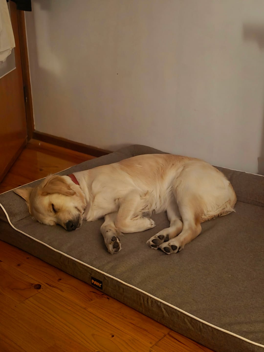 Customer photo review of Orthopedic Pet Bed Memory Foam With Cooling Gel