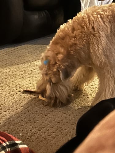 Customer's fluffy dog chewing a 12 Inch Monster Bully Stick on a carpeted floor.