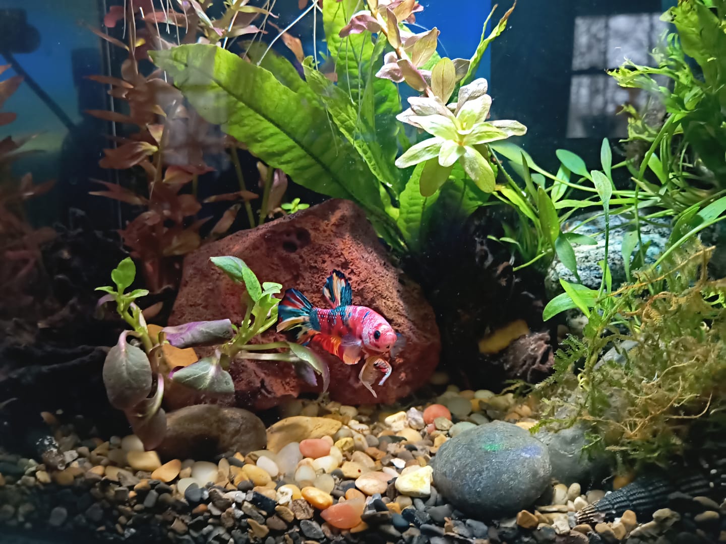 Customer photo review of Metallic Plakat Betta Fish | You Pick Betta | Exotic Fish