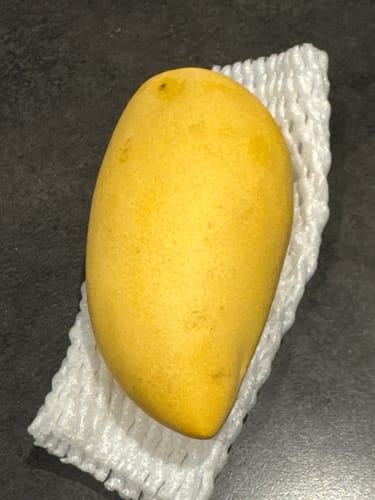Kunde zeigt eine ganze, gelbe Mango 'Nam Dok Mai' auf einem weißen Schutznetz.