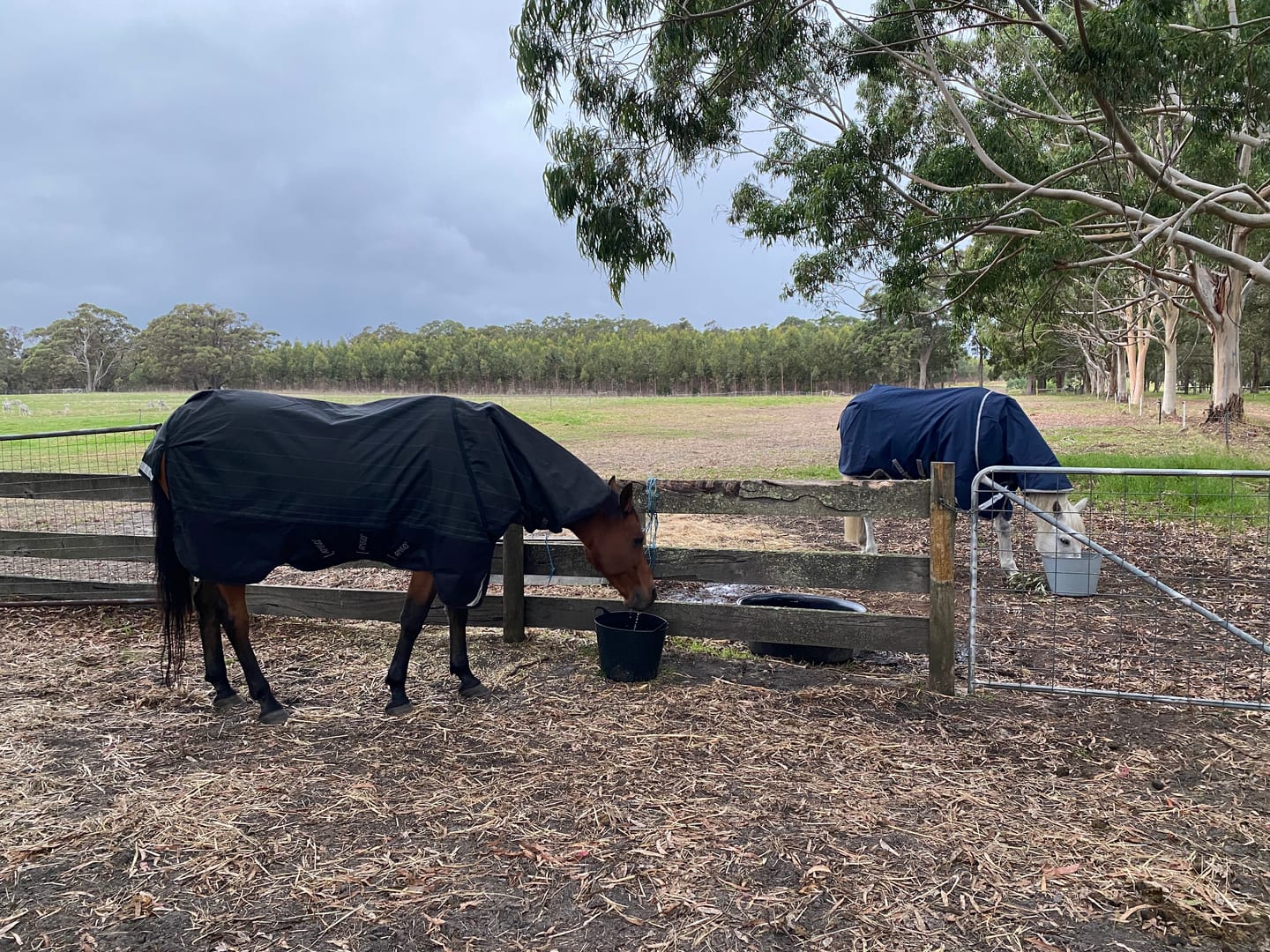 Customer photo review of Amigo 1200D DiscFront Reflectech Plus Turnout 0g