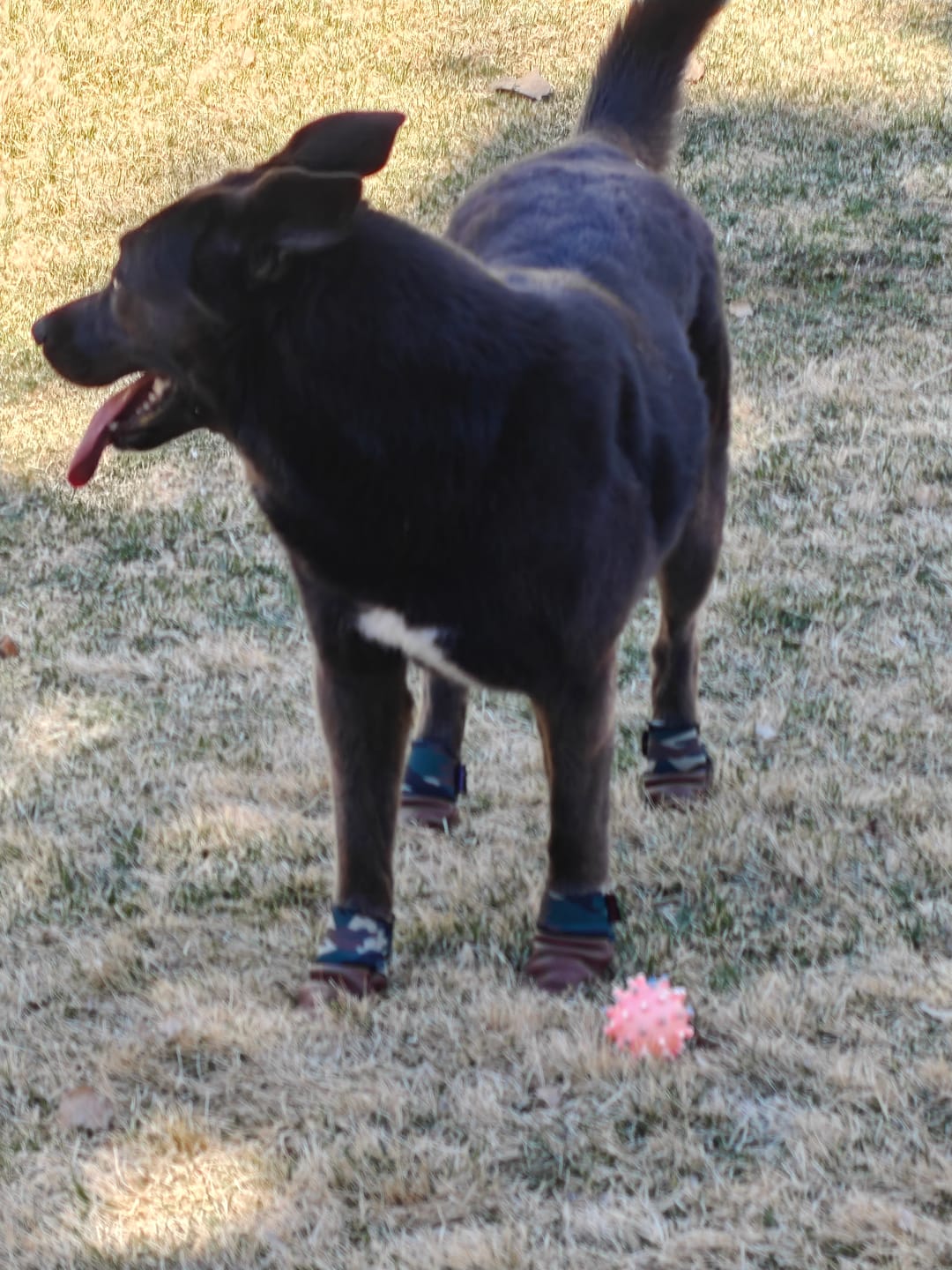 Customer photo review of Leather Dog Booties - Doccasins - 1 pair