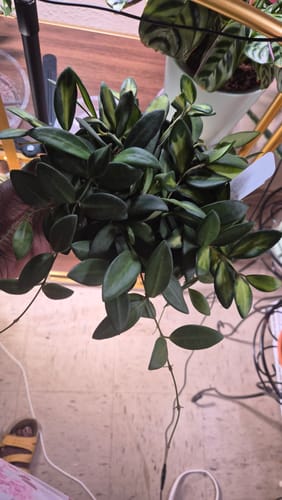 Reviewer's Hoya Burtoniae With Variegation plant with lush, mostly dark green foliage and a few long trailing vines.