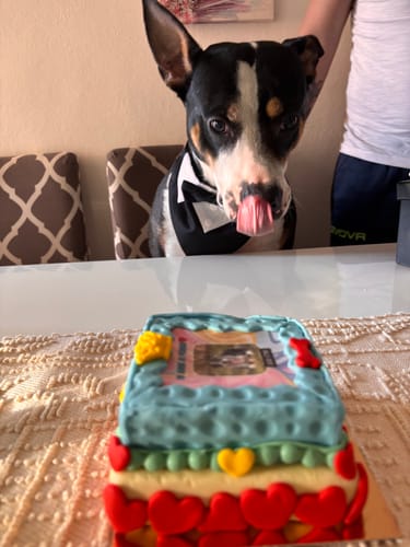 Customer photo review of Incanto per Lui Personalizzabile CON FOTO, Torta Per Cani Superiore