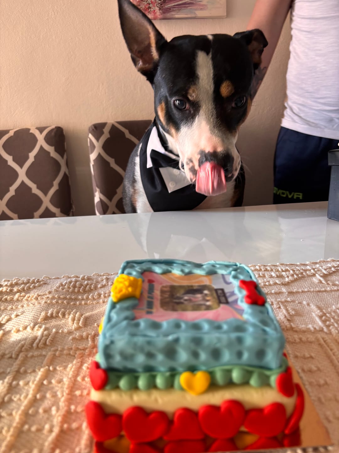 Customer photo review of Incanto per Lui Personalizzabile CON FOTO, Torta Per Cani Superiore
