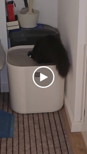 Customer video review of 1 Month Supply – 2 Cat