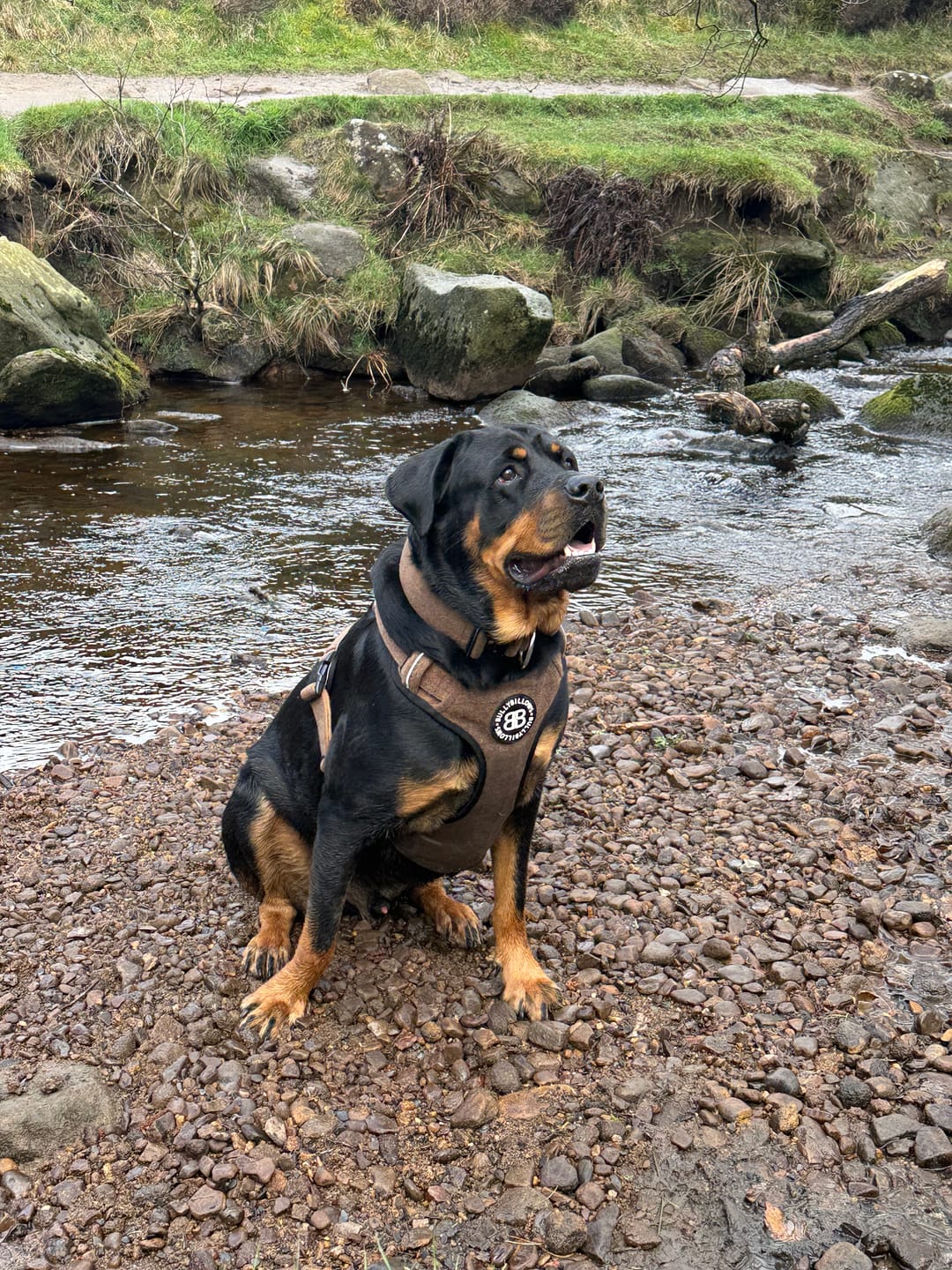 Customer photo review of Premium Comfort Herringbone Harness | Non Restrictive - Classic Tan