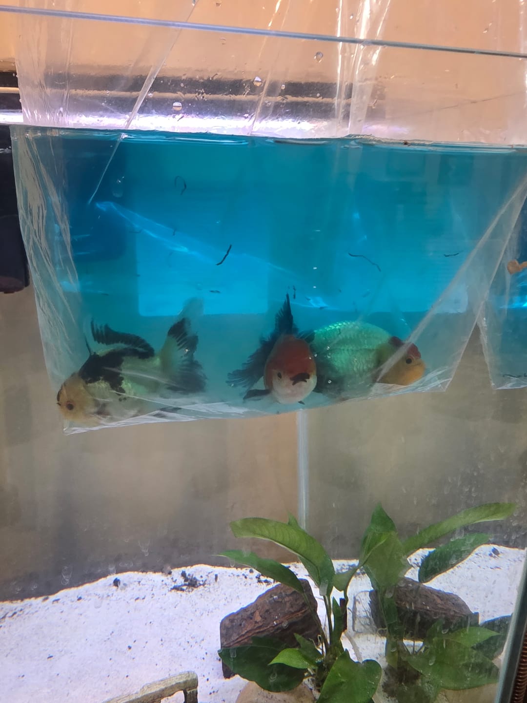 Customer photo review of Live Premium Fancy Goldfish Thai Oranda 2"-4" Body Panda (Our Choice)