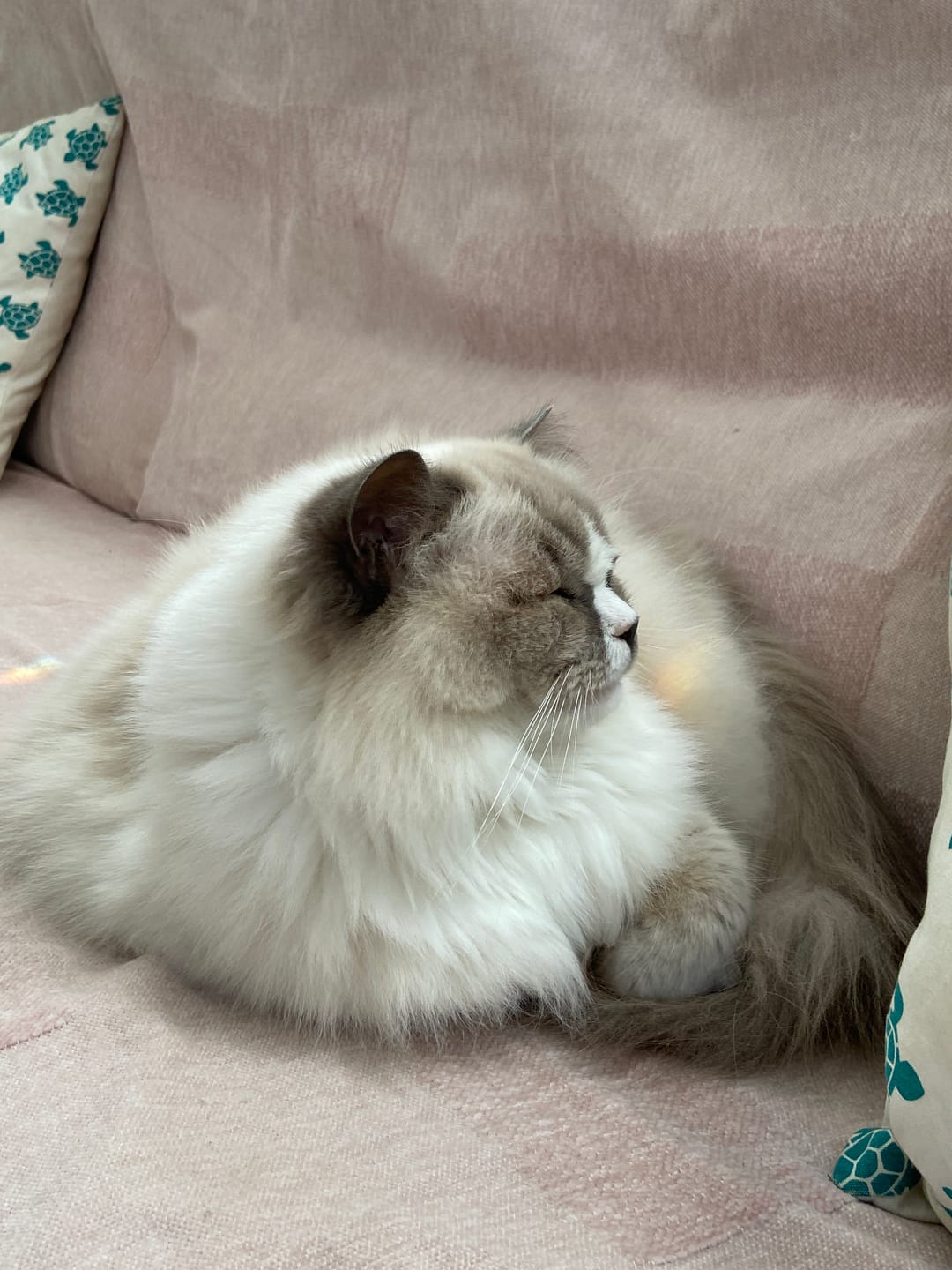 Customer photo review of NexGard SPECTRA for Large Cats 2.5-7.4kg