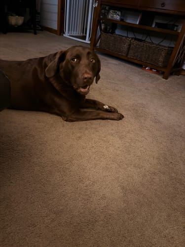 Customer's happy brown dog lying on the floor after receiving a 6 Inch Standard Bully Stick.