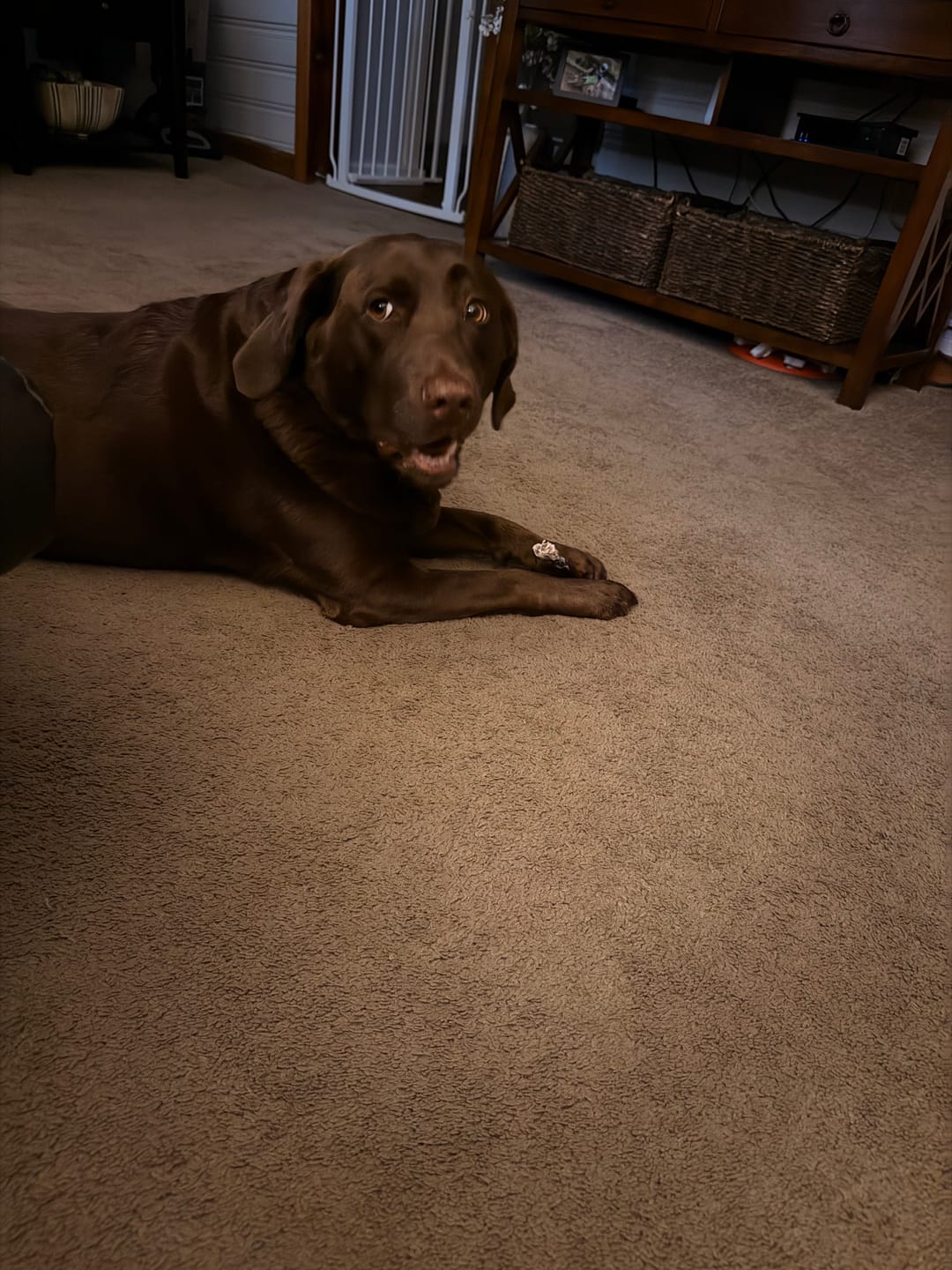 Customer photo review of 6 Inch Standard Bully Sticks