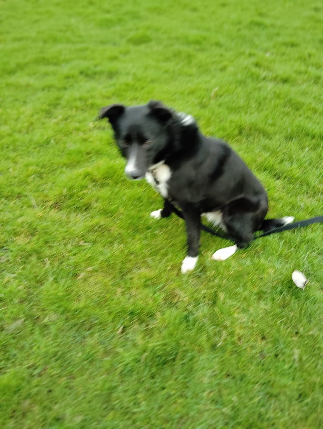 Customer photo review of Remote Training Collar | for All Size Dogs