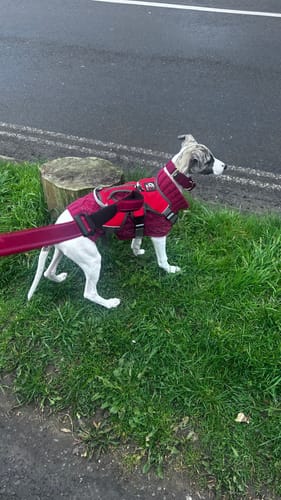 Customer photo review of Martingale Collars - Soft with Brassed Fittings