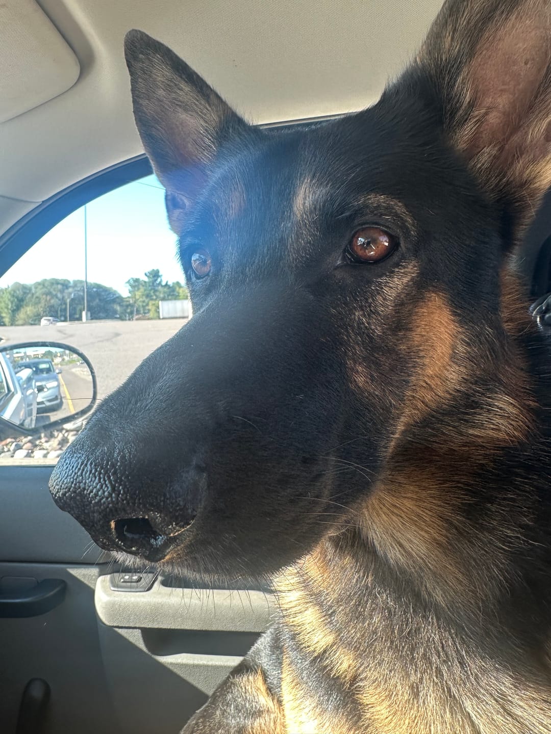 Customer photo review of Some Therapists Have Four Legs
