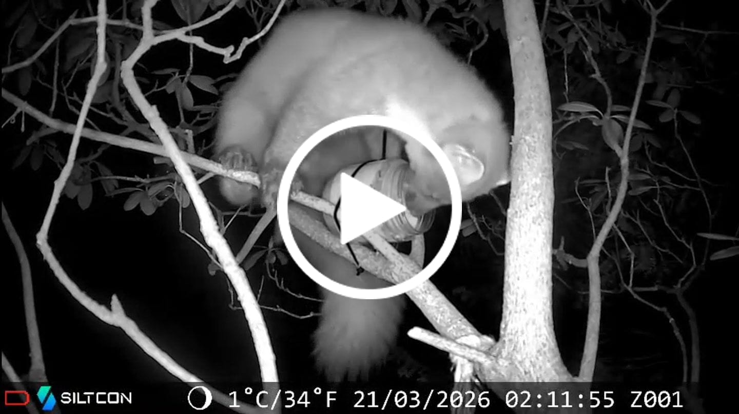 Customer video review of Siltcon® Wildcamera Nachtzicht en wifi 4K