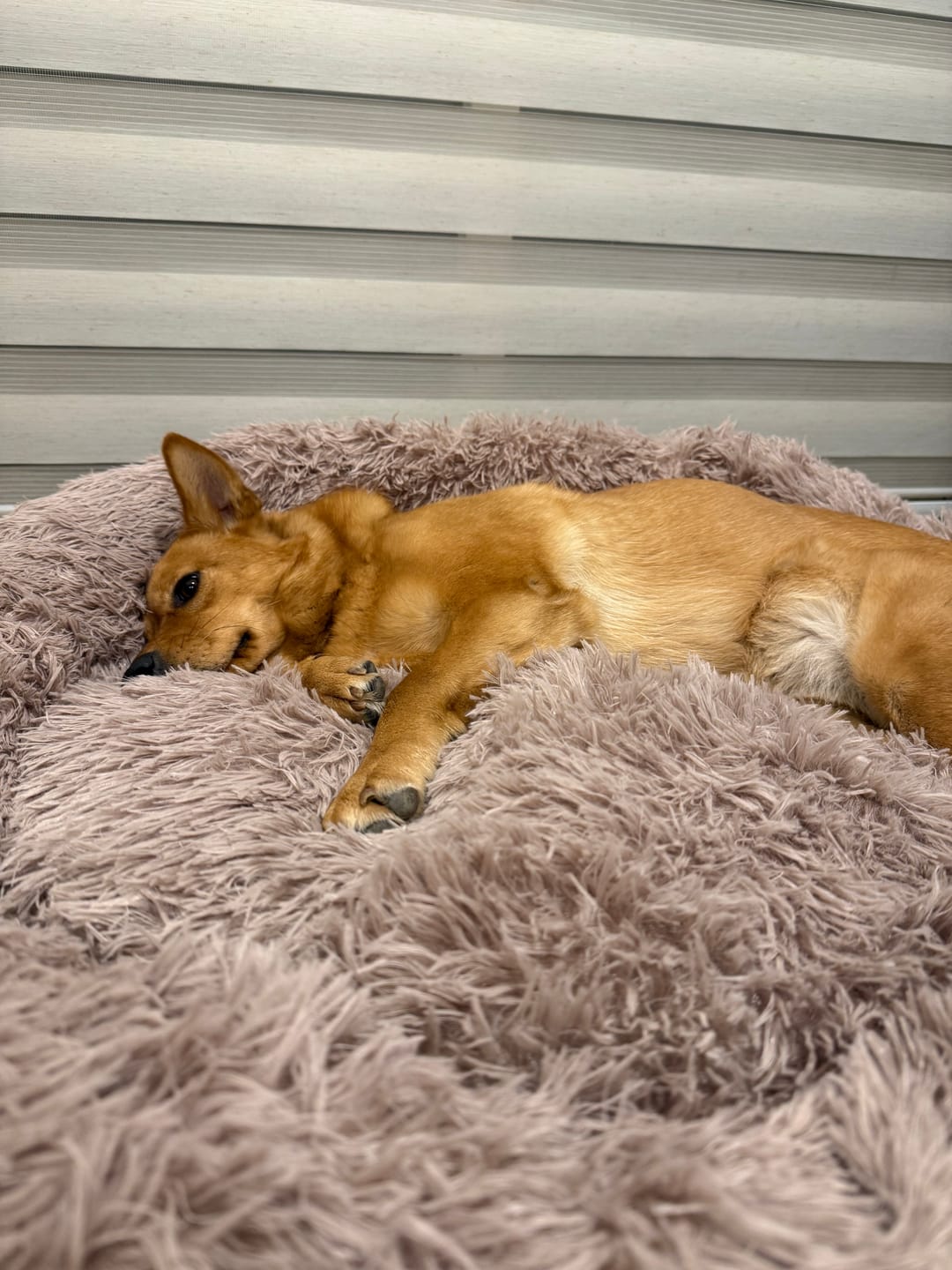 Customer photo review of Cama Anti-Estrés THE DOGS — Menos ansiedad, más descanso