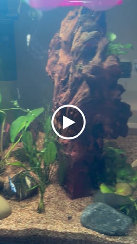Customer video review of Marble Dot Moo Cow Female Betta Sorority Pack