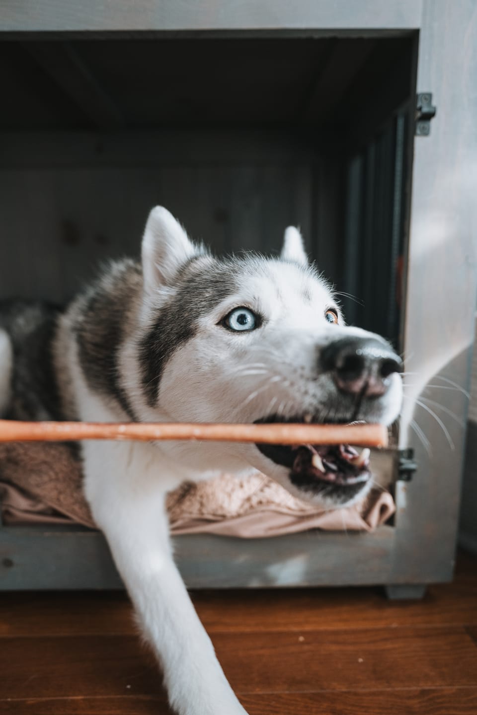 Customer photo review of 6 Inch Standard Bully Stick