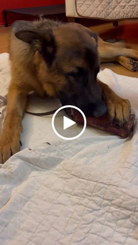 Customer video review of Smoked Beef Marrow Bone
