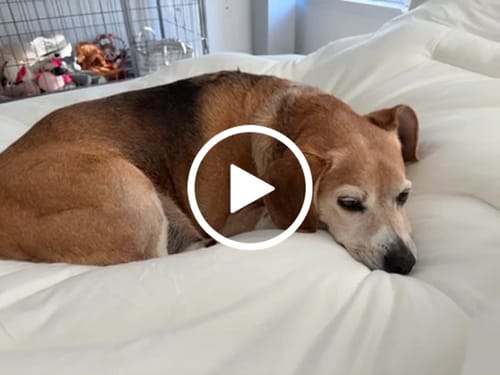 Customer video review of MarshMellow Comforter