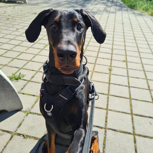 Customer photo review of Anti Pull Hurricane Harness Lighter | With Handle - Black