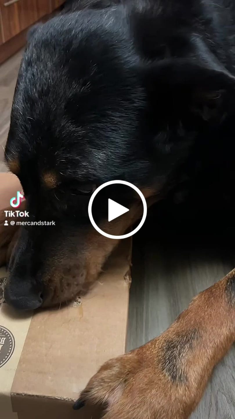 Customer video review of 6 Inch Monster Bully Stick